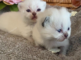 BEAUTIFUL PURE BRED BSH TEDDY BEARS RARE SEAL LYNX