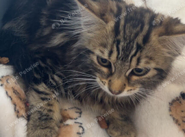 tiny cute kitten