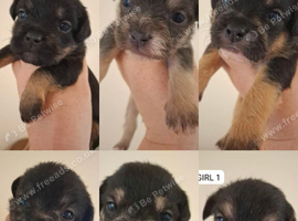 French bulldog  X toy poodle FROODLE