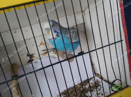 Butiful bugies
