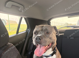 Rehome - Staffordshire Bull Terrier
