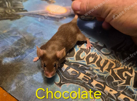 10 Cute Female Baby Fancy Mice
