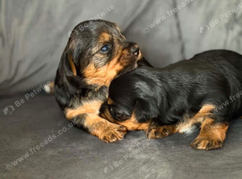 Yorkshire Terrier puppies