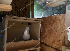 Pigeons for sale