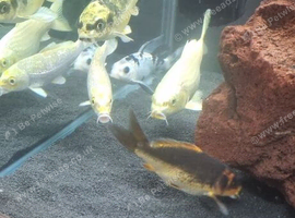 5 koi for sale