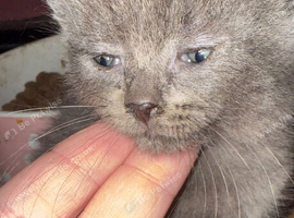 9 week old kittens