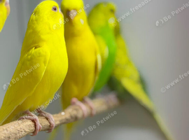 Budgies