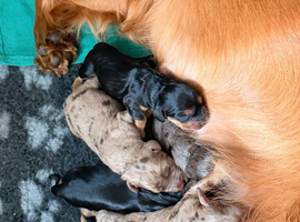 Beautiful litter of working cocker spaniels