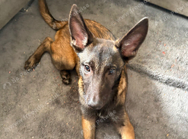 Belgian shepherd