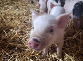 Hampshire Cross Piglets