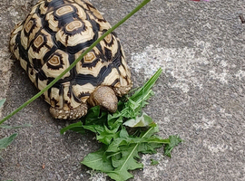 Beautiful Leopard tortoise for sale