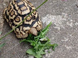 Beautiful Leopard tortoise for loving home