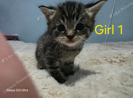 Kittens ready 22nd July