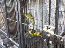 Breeding pair of kakarikis