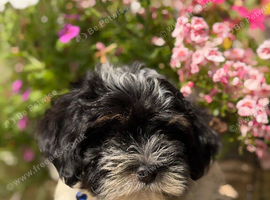 Exquisite litter of Havanese Puppies
