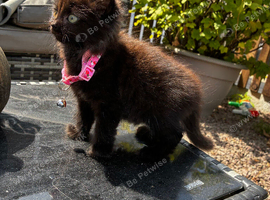 9 weeks old Ragdoll X British short hair 4 kittens available ready now