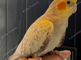 Tame baby cocktail