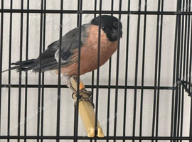 Bullfinch cock