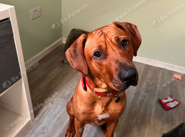 Looking to stud my Rhodesian