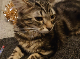 Male kitten