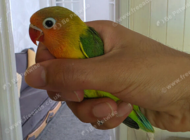 Lovebird