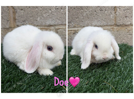 Pure breed mini lops
