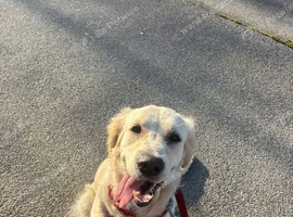 Beautiful 3 year-old golden retriever female