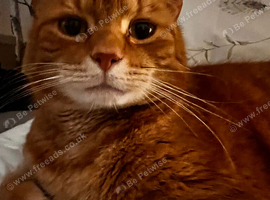 10 year old Ginger Tom