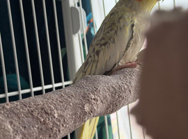 Cockatiels, pearl&rsquo;s, a pair.