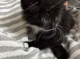 Kittens