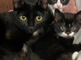 2 male kittens