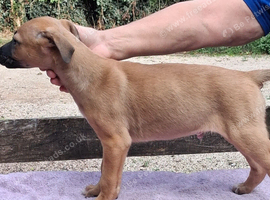 Well bred beautiful lurcher puppies