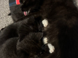 All black kitten 9weeks old