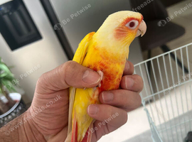 Lutino conure