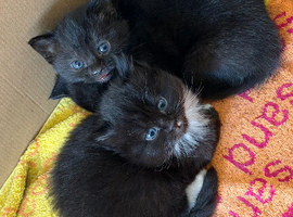 2 Female 1 Male