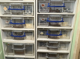 10x royal pythons different morphs