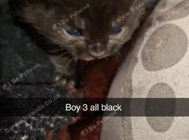 3 boys