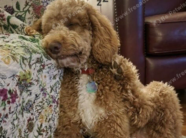 Poodle cross / poodle