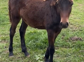 Reg Welsh partbred filly foal to make 14.2hh