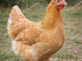 5- Marigold pullets