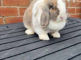 Mini lop doe
