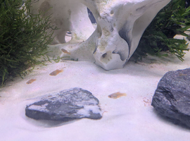 Free to good home