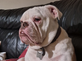 Olde British bulldog