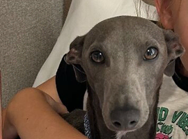Blue Italian Whippet.  18 months old