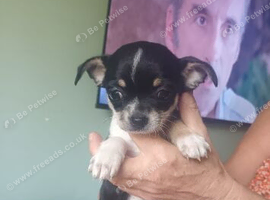 Apple head chihuahua bitch pup