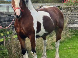 Darcie