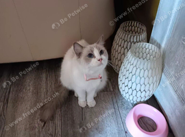 Bi colour Ragdoll female non spayed.
