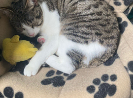 Riri- 1 year old female Tabby and White mixed cat!