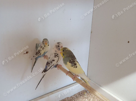 3 female recessive pied budgies