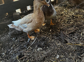 Call ducks